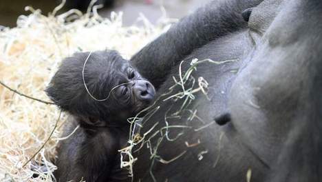 Gorilla geboren in Artis