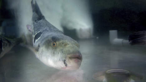 Japanse koks woedend om schrappen kogelvis-wet